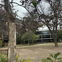 Polytelis swainsonii (Superb Parrot) at Acton, ACT - 20 Aug 2025 by George
