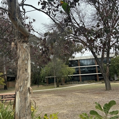 Polytelis swainsonii (Superb Parrot) at Acton, ACT - 20 Aug 2025 by George
