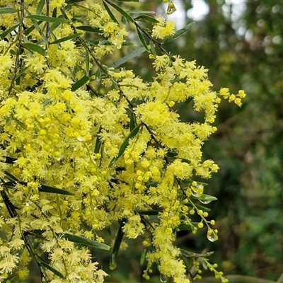 Unverified Wattle at Valla Beach, NSW - 20 Aug 2025 by trevorpreston