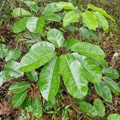 Schefflera actinophylla at Valla Beach, NSW - 20 Aug 2025 by trevorpreston