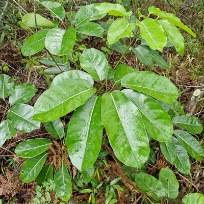 Schefflera actinophylla at Valla Beach, NSW - 20 Aug 2025 by trevorpreston