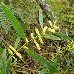 Unverified Wattle at Valla Beach, NSW - 20 Aug 2025 by trevorpreston