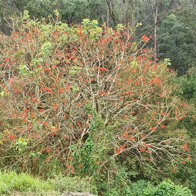 Brachychiton acerifolius at North Macksville, NSW - 21 Aug 2025 by trevorpreston
