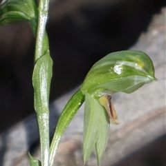 Bunochilus umbrinus (ACT) = Pterostylis umbrina (NSW) (Broad-sepaled Leafy Greenhood) by Clarel
