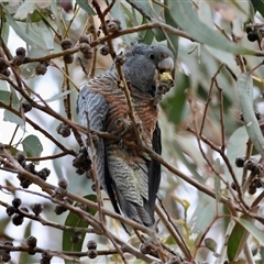 Callocephalon fimbriatum (Gang-gang Cockatoo) at Yarralumla, ACT - 21 Aug 2025 by LisaH