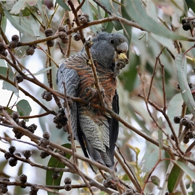 Callocephalon fimbriatum (Gang-gang Cockatoo) at Yarralumla, ACT - 21 Aug 2025 by LisaH