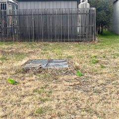 Polytelis swainsonii (Superb Parrot) at Chapman, ACT - 30 Jul 2025 by George