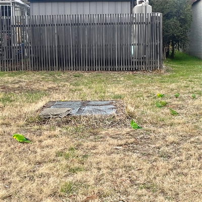 Polytelis swainsonii (Superb Parrot) at Chapman, ACT - 30 Jul 2025 by George