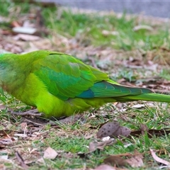 Polytelis swainsonii (Superb Parrot) at Ainslie, ACT - 21 Aug 2025 by jb2602
