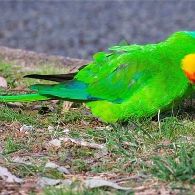 Polytelis swainsonii (Superb Parrot) at Ainslie, ACT - 21 Aug 2025 by jb2602