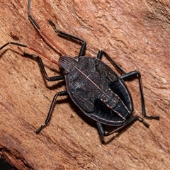 Poecilometis apicalis ssp. apicalis (A Gum tree shield bug) at Higgins, ACT - 18 Aug 2025 by AlisonMilton
