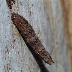 Conoeca or Lepidoscia (genera) IMMATURE (Unidentified Cone Case Moth larva, pupa, or case) at Higgins, ACT - 18 Aug 2025 by AlisonMilton