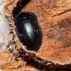Pterohelaeus striatopunctatus (Darkling beetle) at Higgins, ACT - 18 Aug 2025 by AlisonMilton