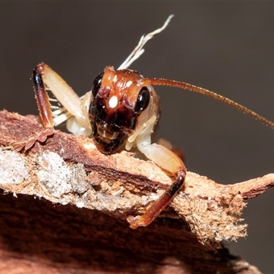 Gryllacrididae (family) (Wood, Raspy or Leaf Rolling Cricket) at Higgins, ACT - 18 Aug 2025 by AlisonMilton