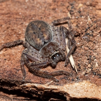 Isopedella pessleri (A huntsman spider) at Higgins, ACT - 18 Aug 2025 by AlisonMilton