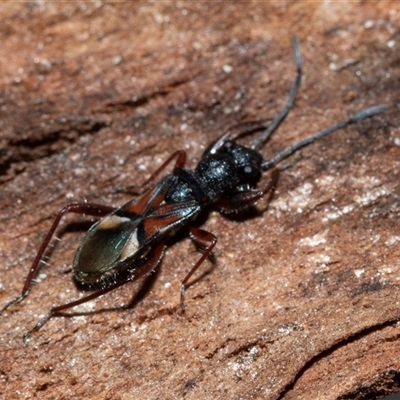 Daerlac cephalotes (Ant Mimicking Seedbug) at Higgins, ACT - 18 Aug 2025 by AlisonMilton