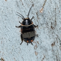 Ellipsidion australe (Austral Ellipsidion cockroach) at Higgins, ACT - 18 Aug 2025 by AlisonMilton