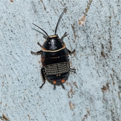 Ellipsidion australe (Austral Ellipsidion cockroach) at Higgins, ACT - 18 Aug 2025 by AlisonMilton