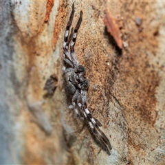 Isopedella pessleri (A huntsman spider) at Higgins, ACT - 18 Aug 2025 by AlisonMilton