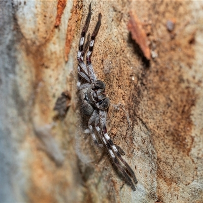 Isopedella pessleri (A huntsman spider) at Higgins, ACT - 18 Aug 2025 by AlisonMilton