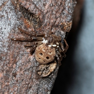 Cymbacha ocellata (Crab spider) at Higgins, ACT - 18 Aug 2025 by AlisonMilton