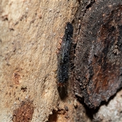 Oenosandra boisduvalii (Boisduval's Autumn Moth) at Higgins, ACT - 18 Aug 2025 by AlisonMilton