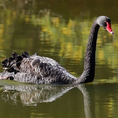 Cygnus atratus (Black Swan) at Paddys River, ACT - 19 Aug 2025 by TimL