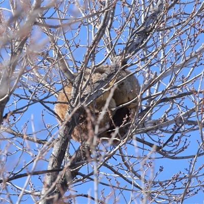 Trichosurus vulpecula (Common Brushtail Possum) at Parkes, ACT - 17 Aug 2025 by TimL