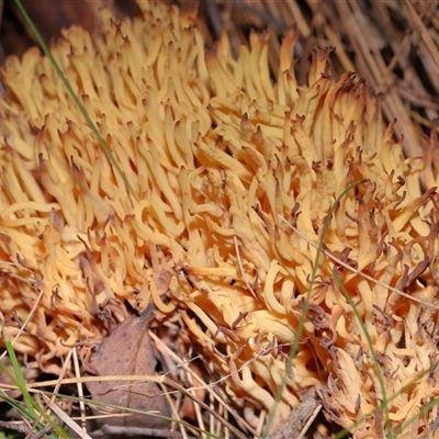 Ramaria sp. at Paddys River, ACT - 19 Aug 2025 by TimL