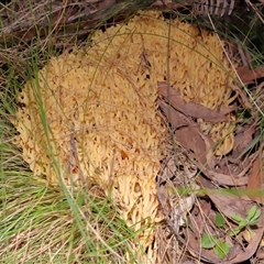Ramaria sp. (genus) (A Coral fungus) at Paddys River, ACT - 19 Aug 2025 by TimL