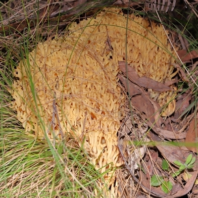 Ramaria sp. (genus) (A Coral fungus) at Paddys River, ACT - 19 Aug 2025 by TimL