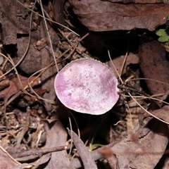 Unverified Cap on a stem; gills below cap [mushrooms or mushroom-like] at Paddys River, ACT - 19 Aug 2025 by TimL