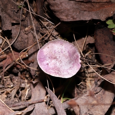 Unverified Cap on a stem; gills below cap [mushrooms or mushroom-like] at Paddys River, ACT - 19 Aug 2025 by TimL