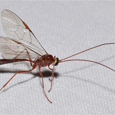 Unverified Wasp (Hymenoptera, Apocrita) at  - suppressed by DianneClarke