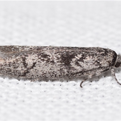 Oecophoridae (family) (Unidentified Oecophorid concealer moth) at Jerrabomberra, NSW - 21 Aug 2025 by DianneClarke