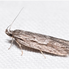 Anomozancla scopariella (A Concealer moth) at Jerrabomberra, NSW - 21 Aug 2025 by DianneClarke
