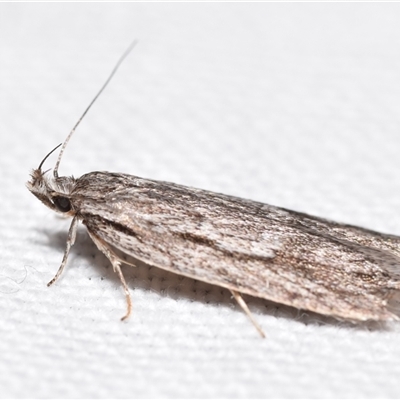 Anomozancla scopariella (A Concealer moth) at Jerrabomberra, NSW - 21 Aug 2025 by DianneClarke