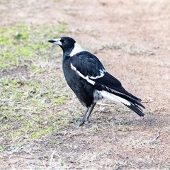 Gymnorhina tibicen (Australian Magpie) at Higgins, ACT - 10 Aug 2025 by AlisonMilton