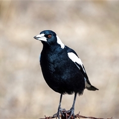 Gymnorhina tibicen (Australian Magpie) at Higgins, ACT - 10 Aug 2025 by AlisonMilton