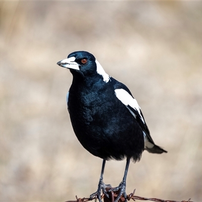 Gymnorhina tibicen (Australian Magpie) at Higgins, ACT - 10 Aug 2025 by AlisonMilton