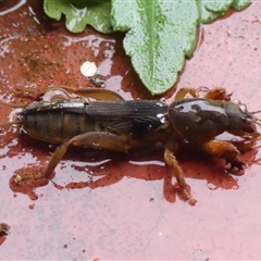 Gryllotalpa sp. (genus) (Mole Cricket) at Braemar, NSW - 21 Aug 2025 by Curiosity