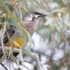 Anthochaera carunculata (Red Wattlebird) at Holt, ACT - 10 Aug 2025 by AlisonMilton