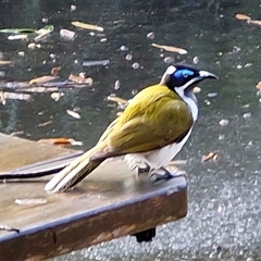 Entomyzon cyanotis (Blue-faced Honeyeater) at Nambucca Heads, NSW - 22 Aug 2025 by trevorpreston
