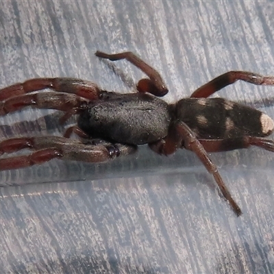 Lampona sp. (genus) (White-tailed spider) at Narrabundah, ACT - 20 Aug 2025 by RobParnell