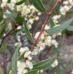 Acacia myrtifolia (Myrtle Wattle) at Lakesland, NSW - 18 Aug 2025 by JaneR