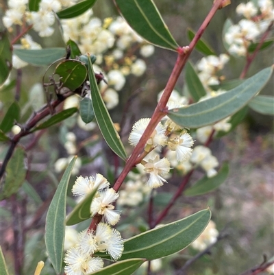 Acacia myrtifolia (Myrtle Wattle) at Lakesland, NSW - 18 Aug 2025 by JaneR