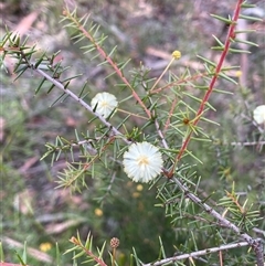 Acacia ulicifolia (Prickly Moses) at Lakesland, NSW - 18 Aug 2025 by JaneR