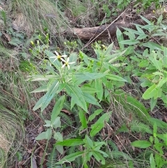 Senecio amygdalifolius at Pappinbarra, NSW - 12 Aug 2025 by jonvanbeest