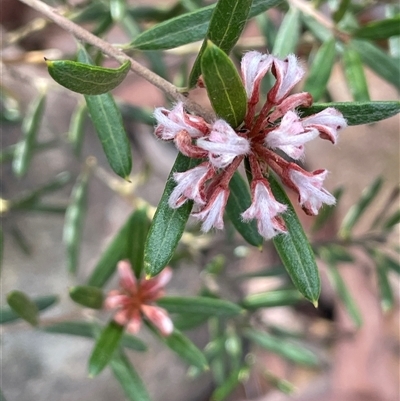 Grevillea sphacelata at Lakesland, NSW - 18 Aug 2025 by JaneR