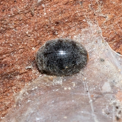 Coccinellidae (family) (Unidentified lady beetle) at Higgins, ACT - 18 Aug 2025 by AlisonMilton